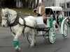 Horse_and_Carriage_2006